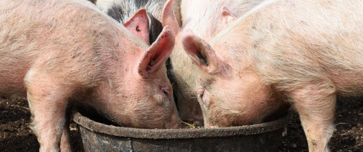 Alimentation de base des porcs