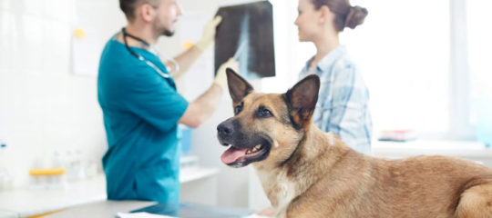 Urgences vétérinaires à Toulouse