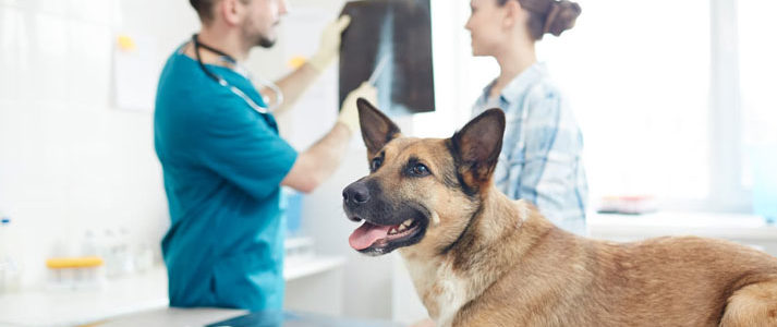 Urgences vétérinaires à Toulouse
