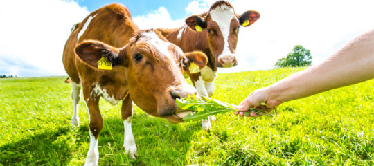 alimentation bio pour vos ruminants