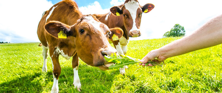 alimentation bio pour vos ruminants