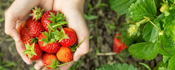 Fruits en cueillette