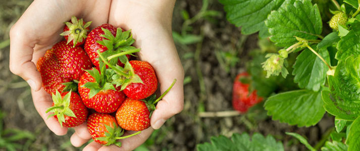 Fruits en cueillette
