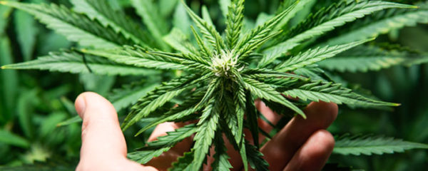 Les avantages du CBD