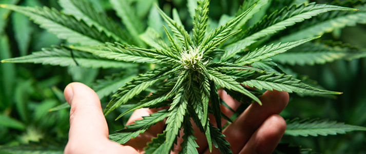 Les avantages du CBD