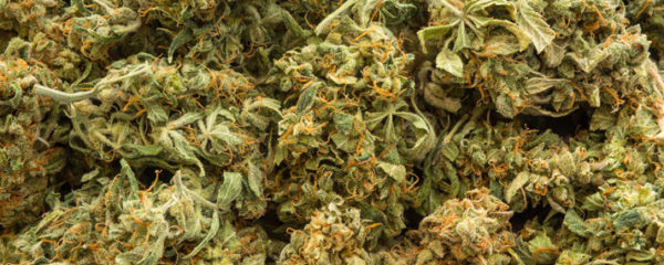 Fleurs de CBD