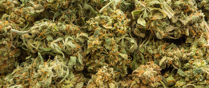 Fleurs de CBD
